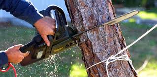 Trusted Linda, CA Tree Care Services Experts