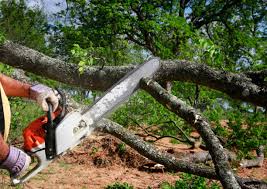 Best Tree Health Inspection  in Linda, CA